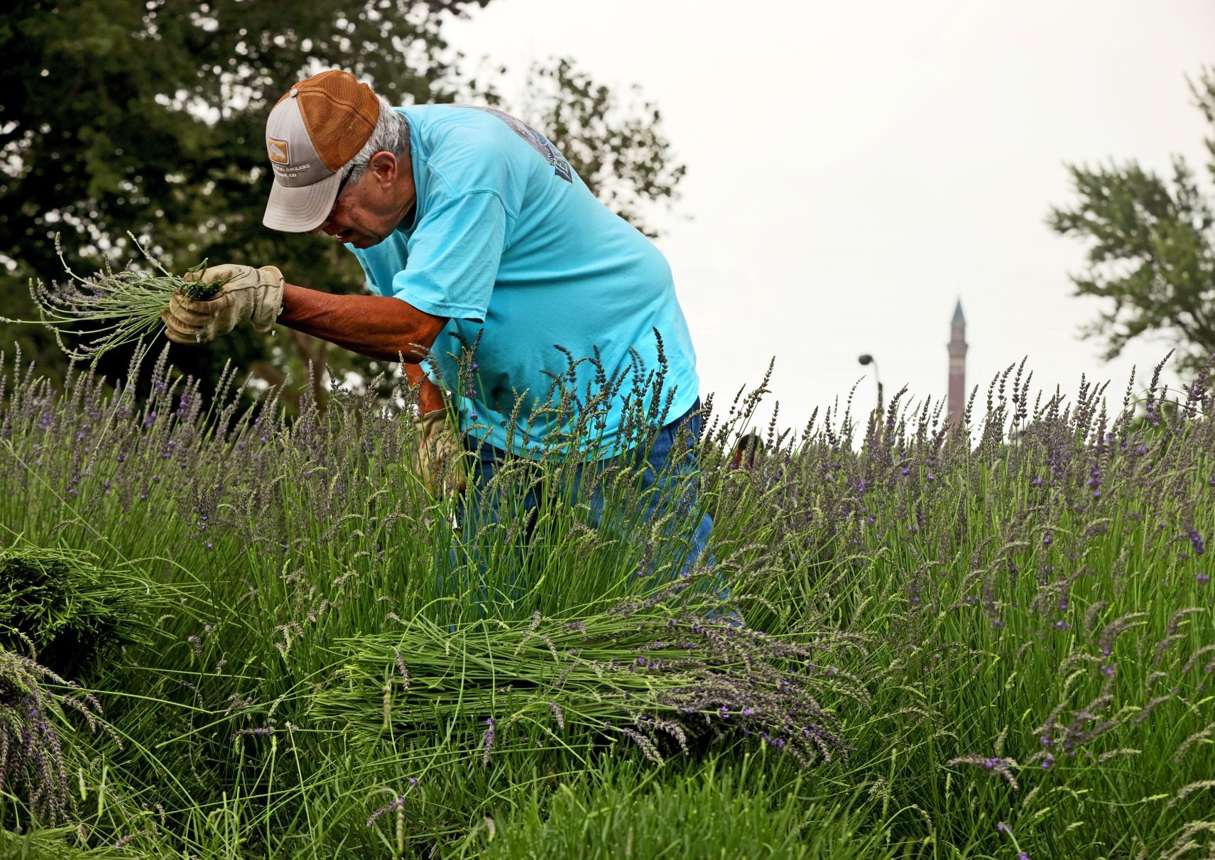 Harvest time at College Hill Lavender farm